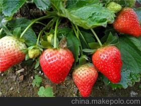 草莓种苗繁育基地价格 草莓种苗繁育基地批发 草莓种苗繁育基地厂家