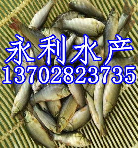 郴州鱼种苗出售服务客户
